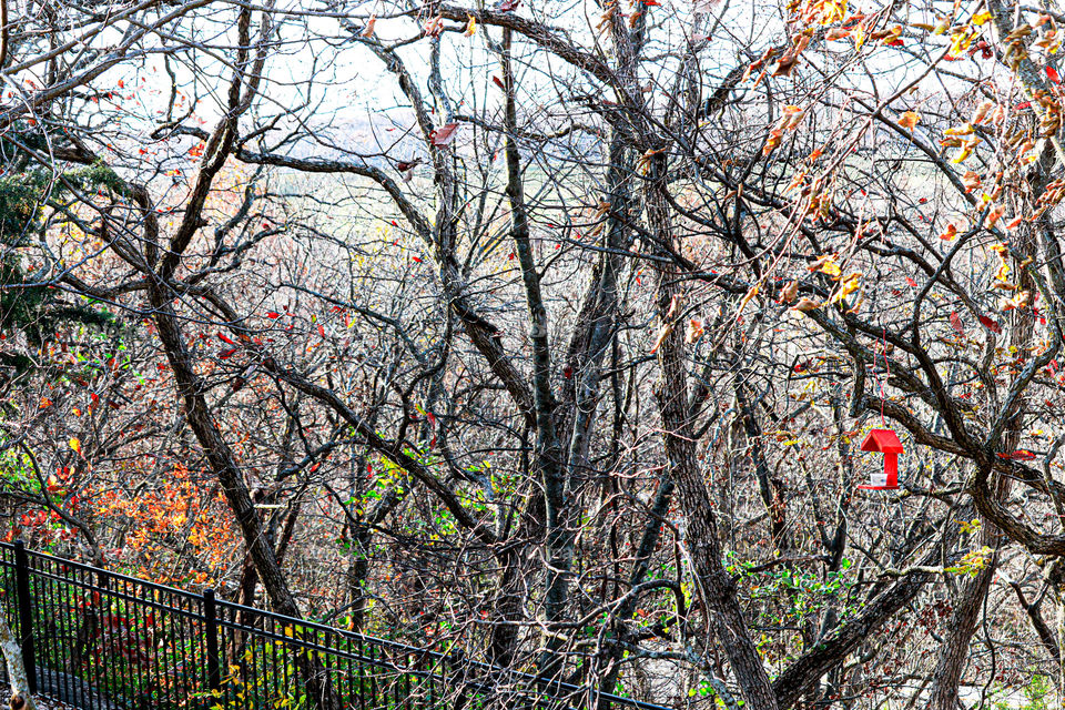 bare trees in November