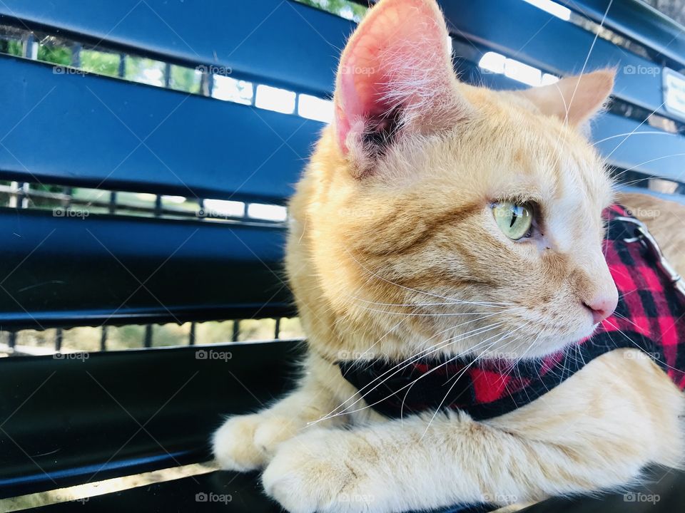 Darling orange tabby cat sitting on bench enjoying a break from his morning stroller ride. 