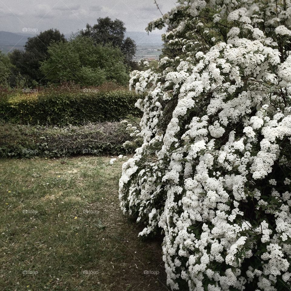 Flower, Tree, No Person, Nature, Landscape