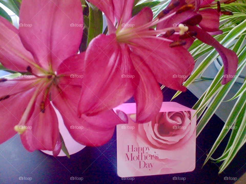 Pink lilies  for Mothers Day