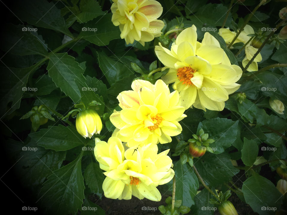 Bunch of beautyful yellow dhalia flowers with dark green leavs