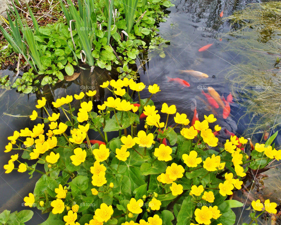 Spring in the Pond
