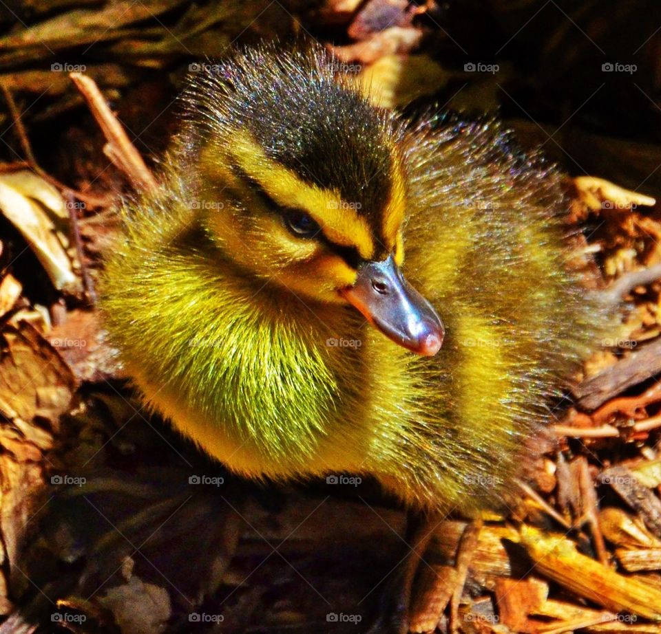 The Little Duckling
