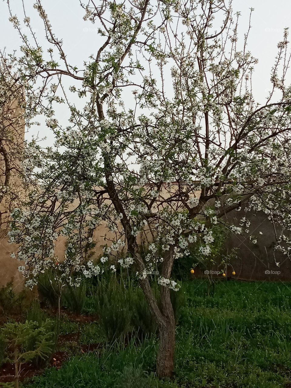 Almond tree in spring