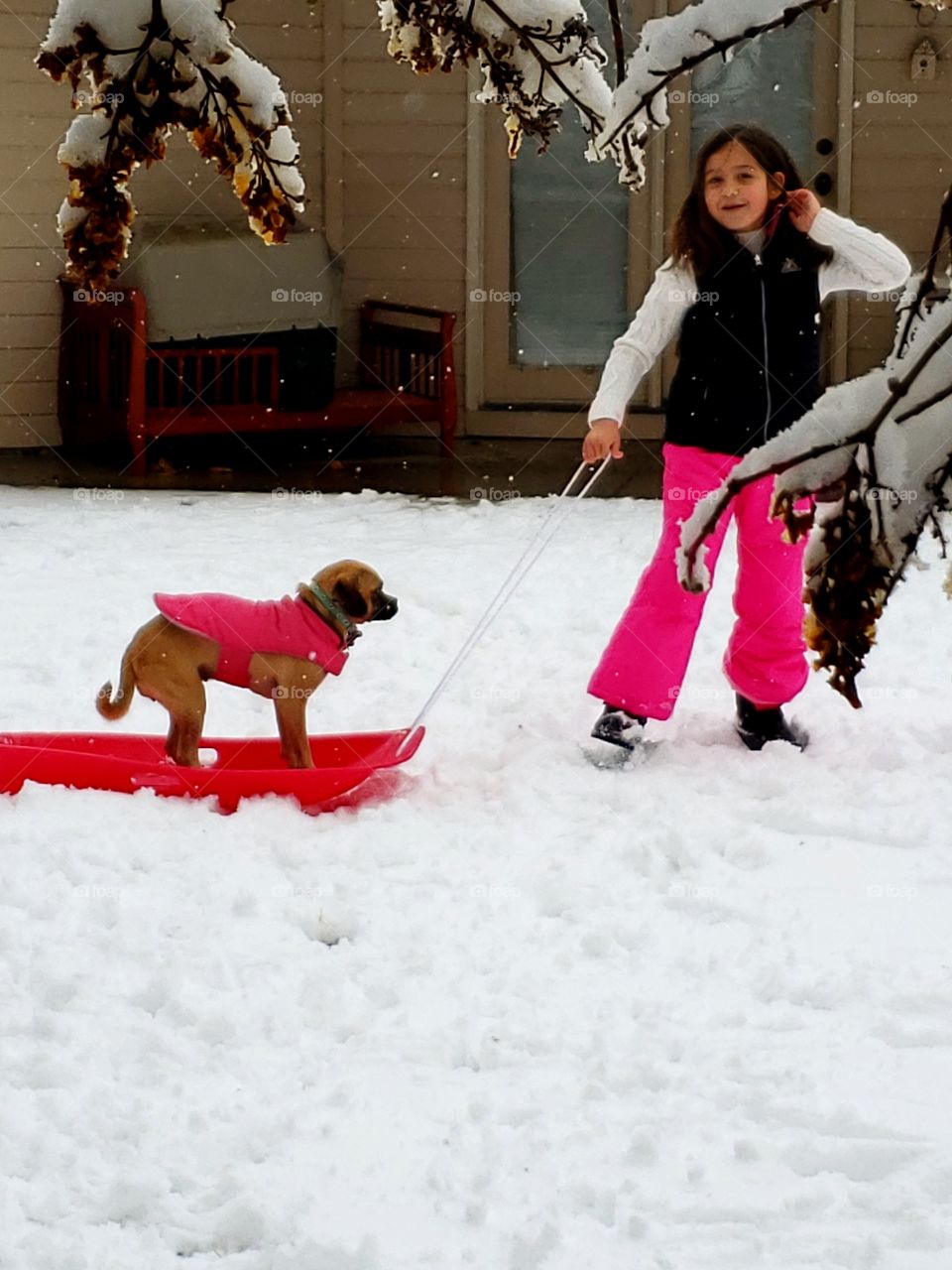 winter fun with pets pulling puppy on sled