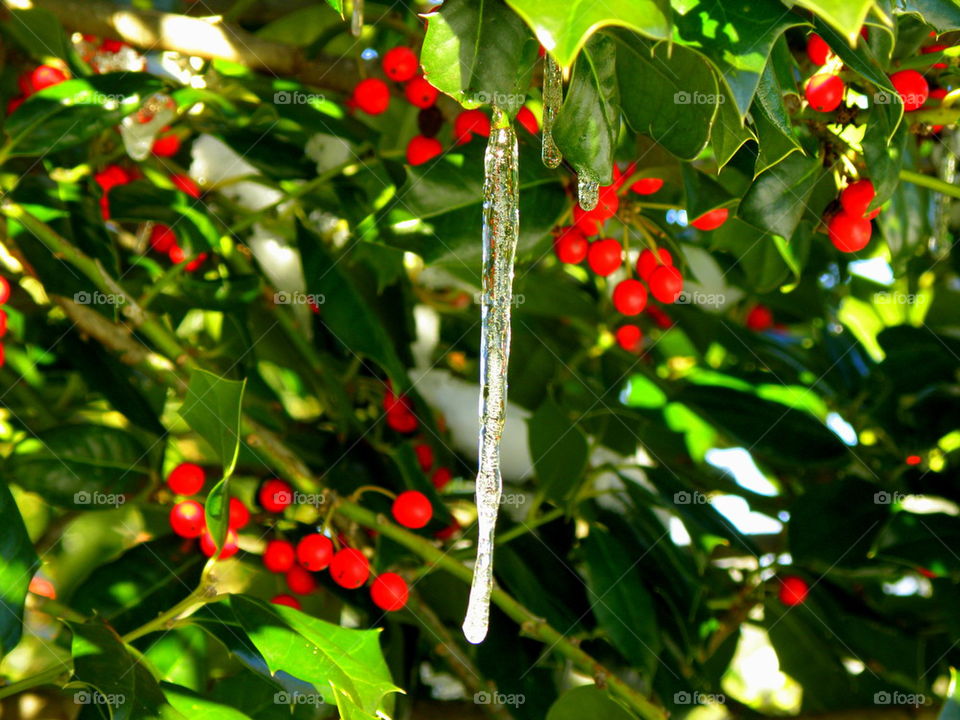 Frozen Holly. It was a cold winter in Williamsburg that year.