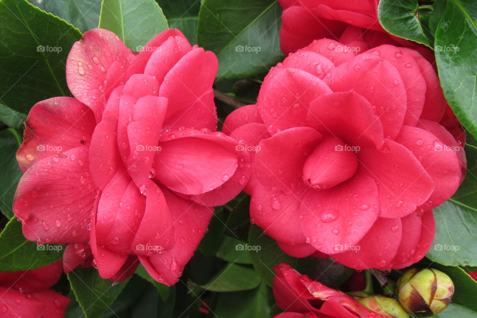 Camelia flowers