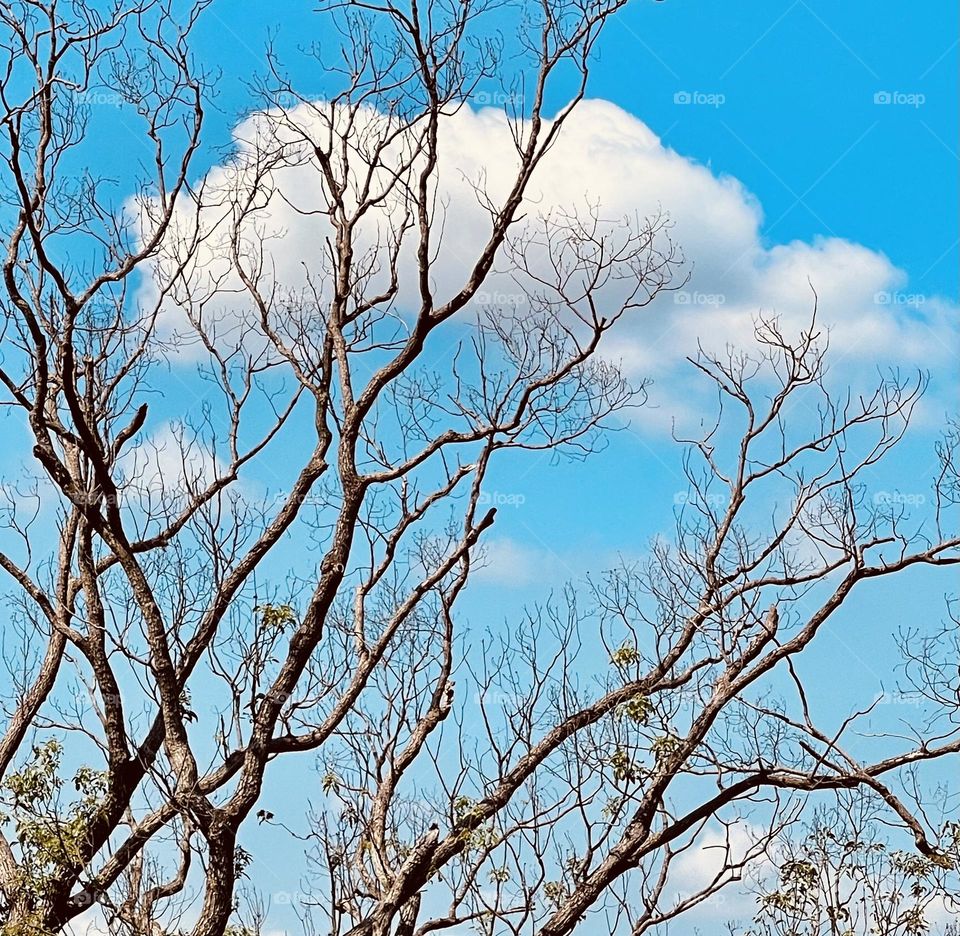 Tree & cloud
