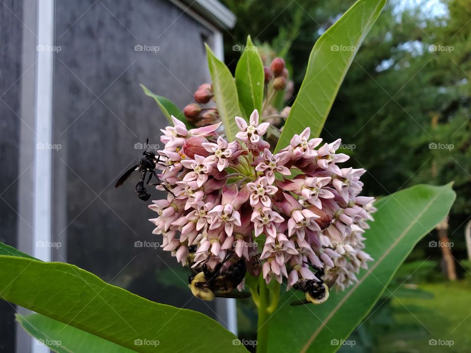 bees on milkweed flowers