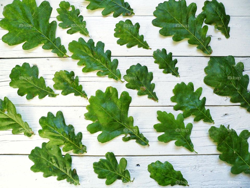 green oak leaves on white background