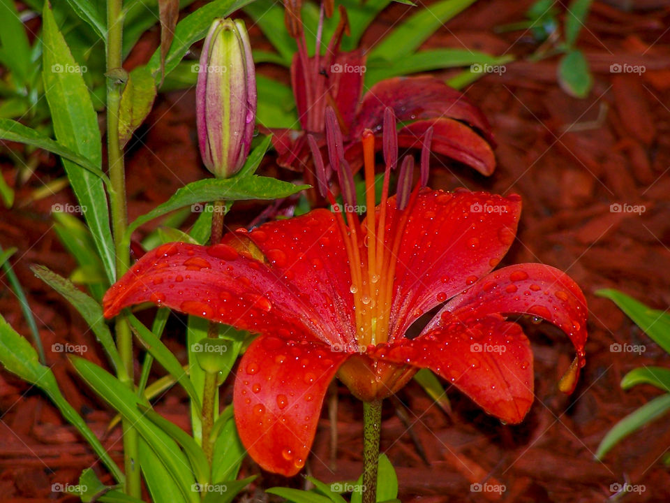 Red Lily after the rain