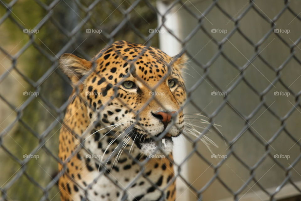 Cage, Fence, Enclosure, Danger, Wildlife