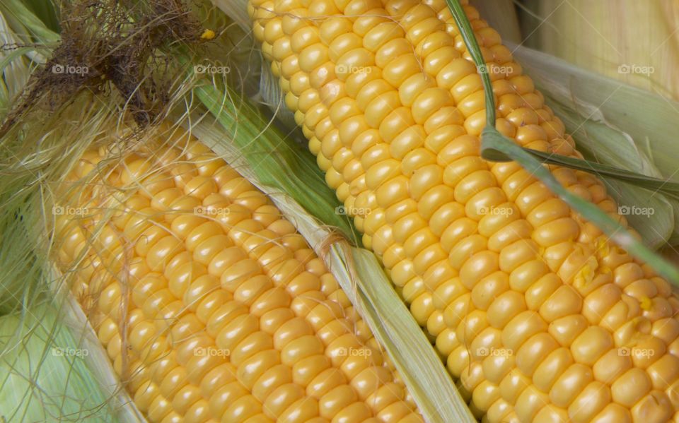 A closeup of fresh corn on the cob at open street market in San Miguel de Allende , Mexico.