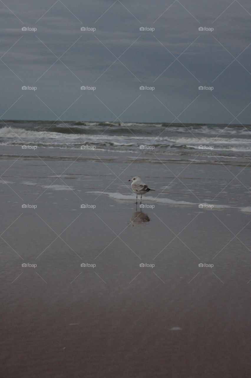 Ocean view with a seagull in the surf. Atlantic Ocean with a seagull close in the surf to sunset 