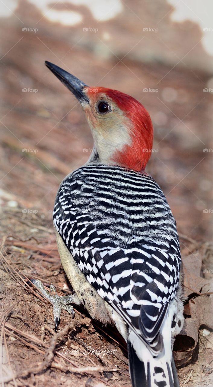 Red-bellied Woodpecker Closeup
