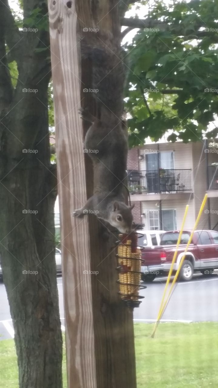 Squirrel Eating Corn