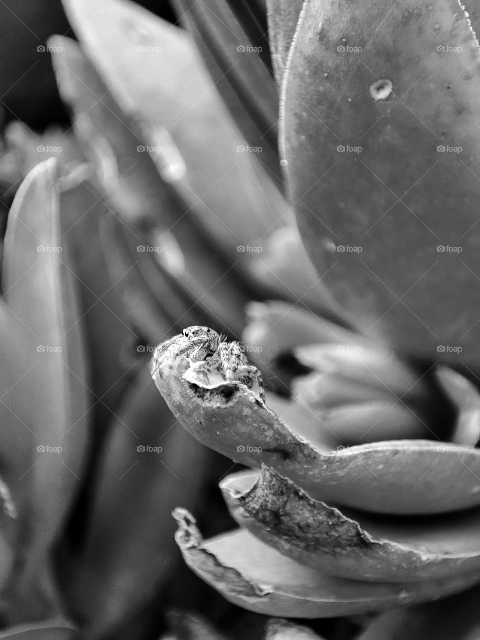 Grey portrait, of Jumping Spider