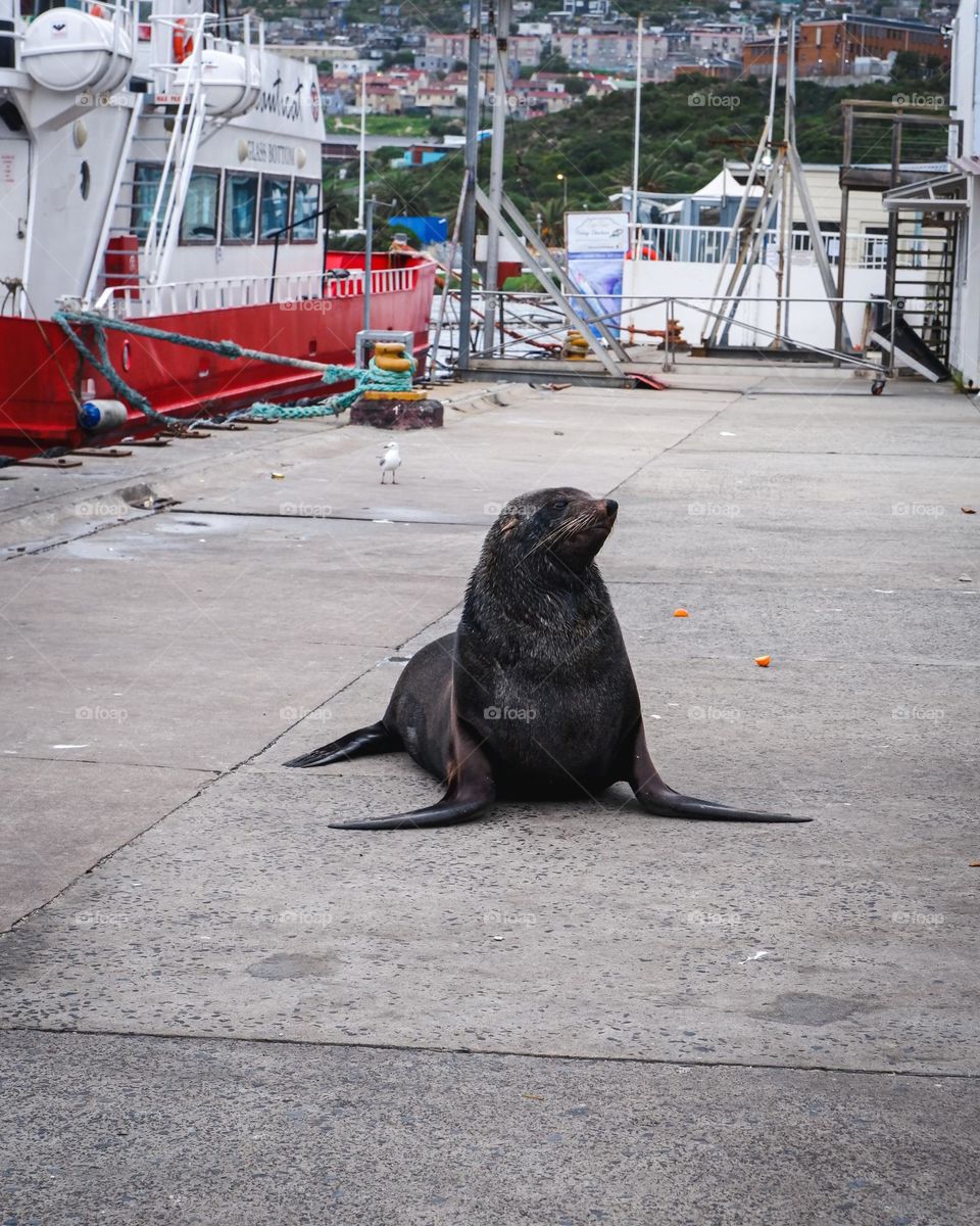 Seal the king of the oceans