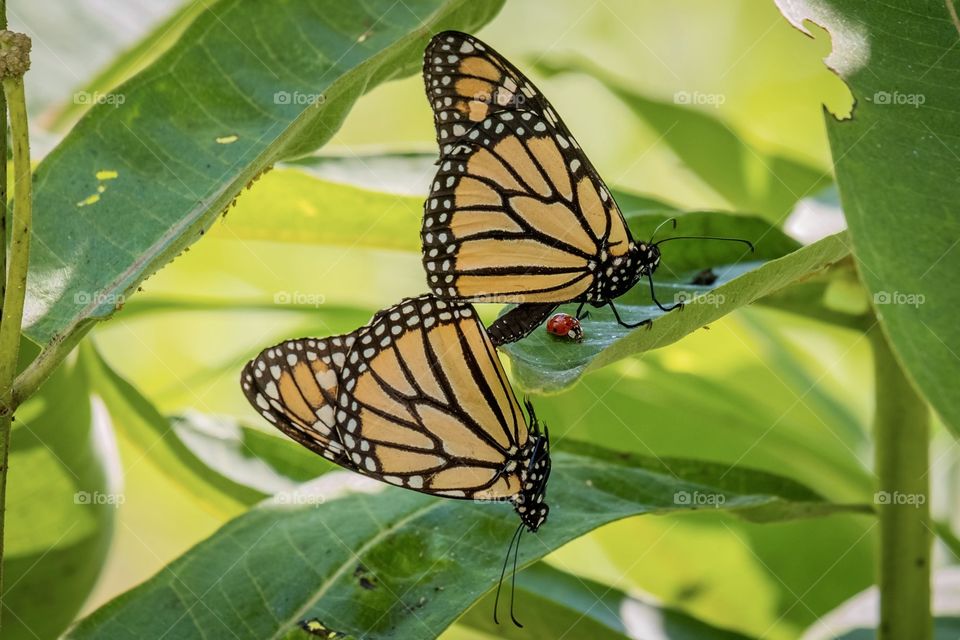 Two copulating Monarch butterflies and an intrusive ladybug make up three arthropods. Raleigh, North Carolina. 