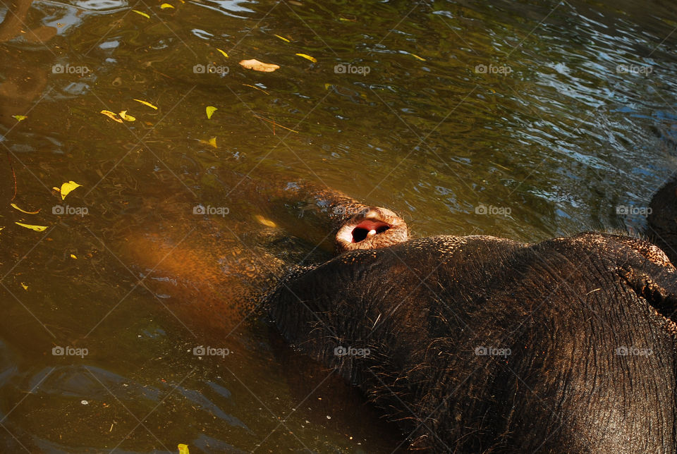 Elephant relaxing in a water 