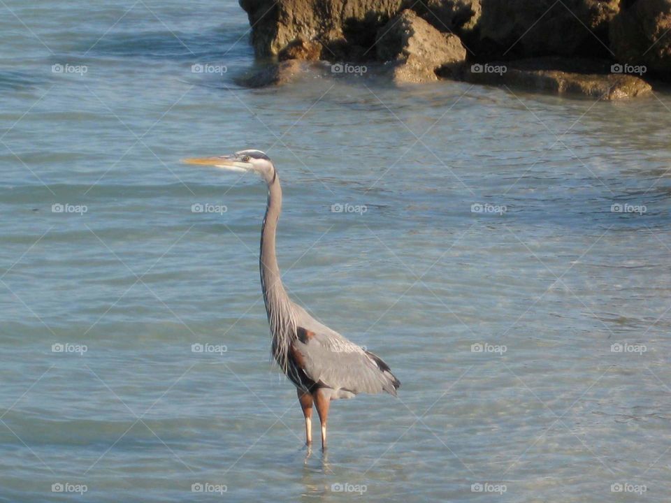 heron