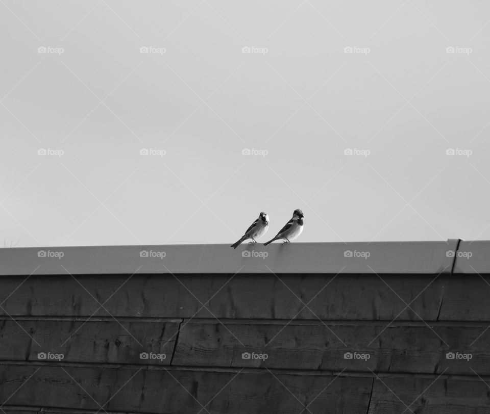 birds in the city