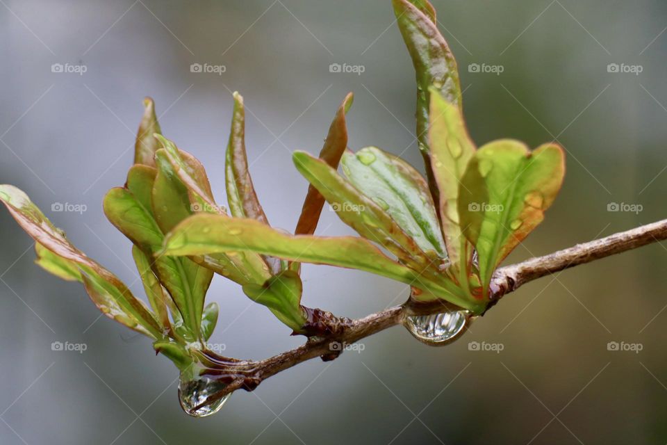 New foliage of pomegranate tree with rain drops
