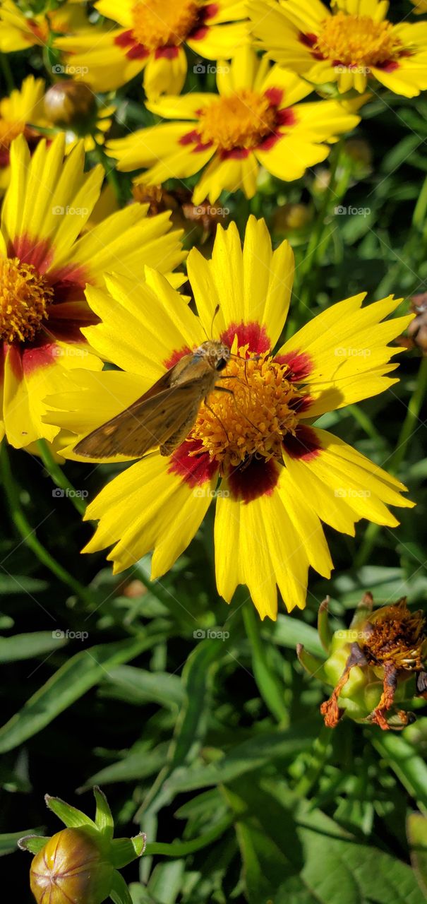 Butterfly on a daisy