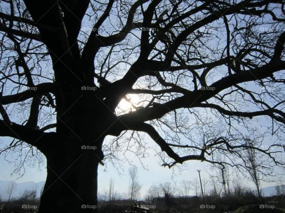 1000 years old tree