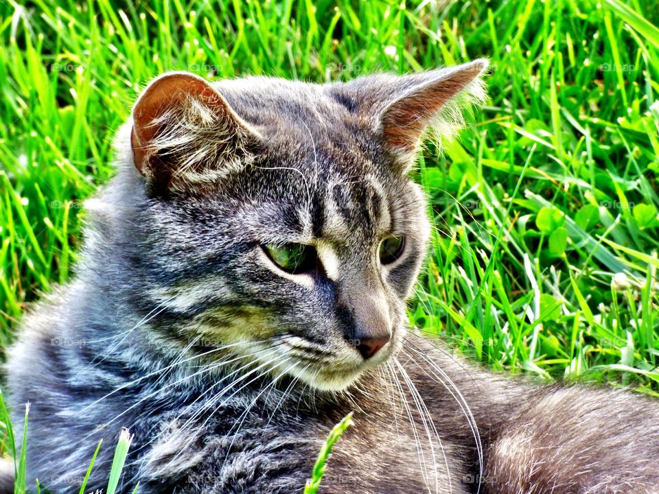 Cute little boy cat in Indiana 