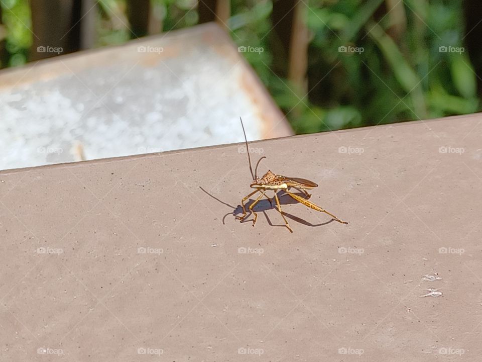 A strange bug on my balcony.