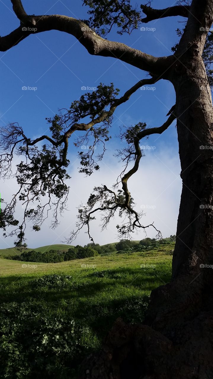 Beautiful Oak tree. Blue sky oak tree rolling hill