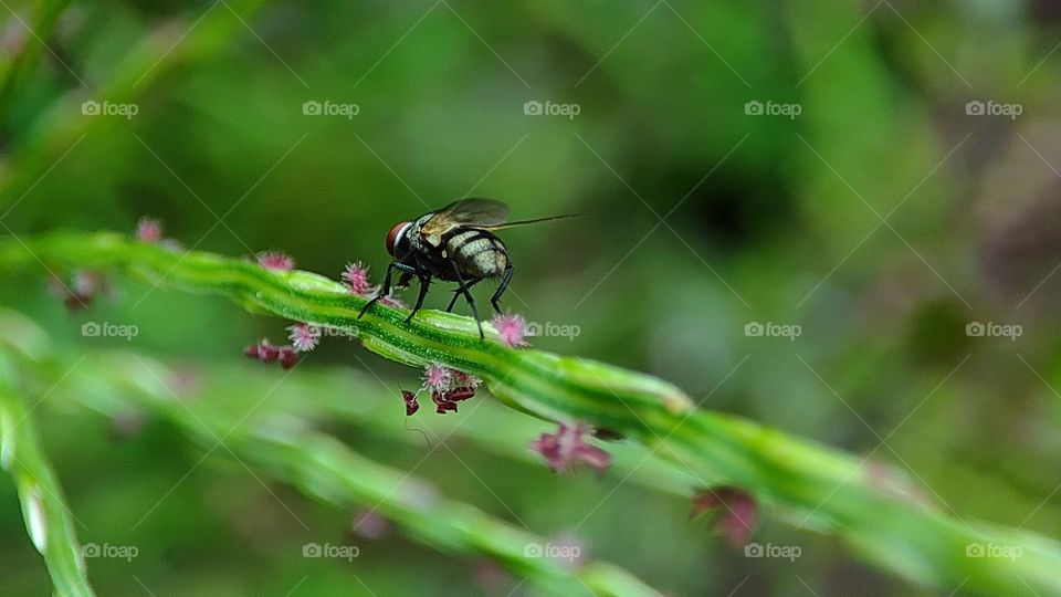 Fly drinking honey from a grass flower