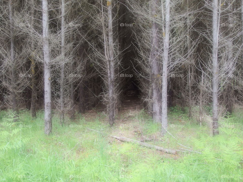 Eerie atmosphere amongst rows of trees in the grasses on the edge of a forest and agricultural land on a spring day in Western Oregon. 