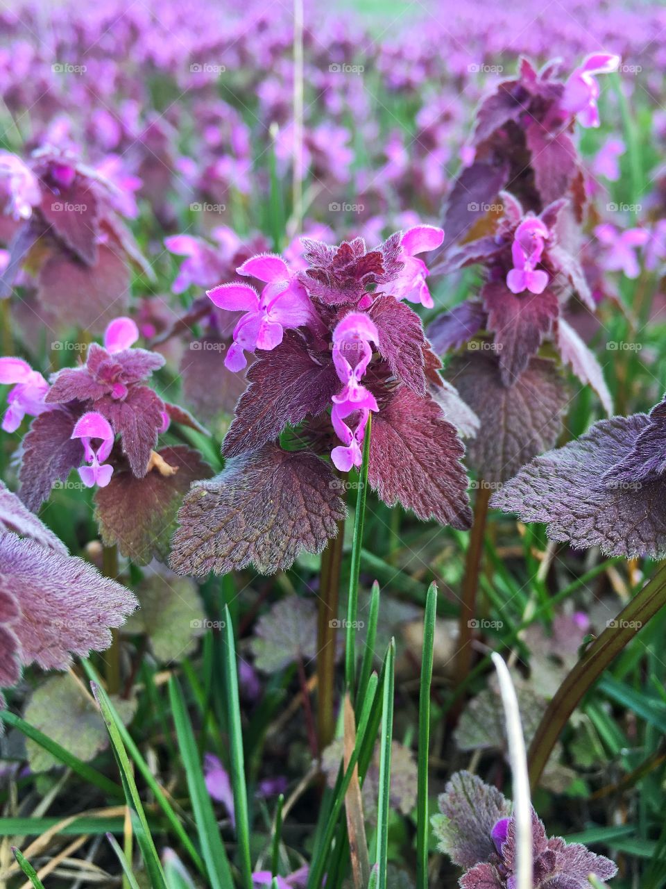 Flowers from spring 