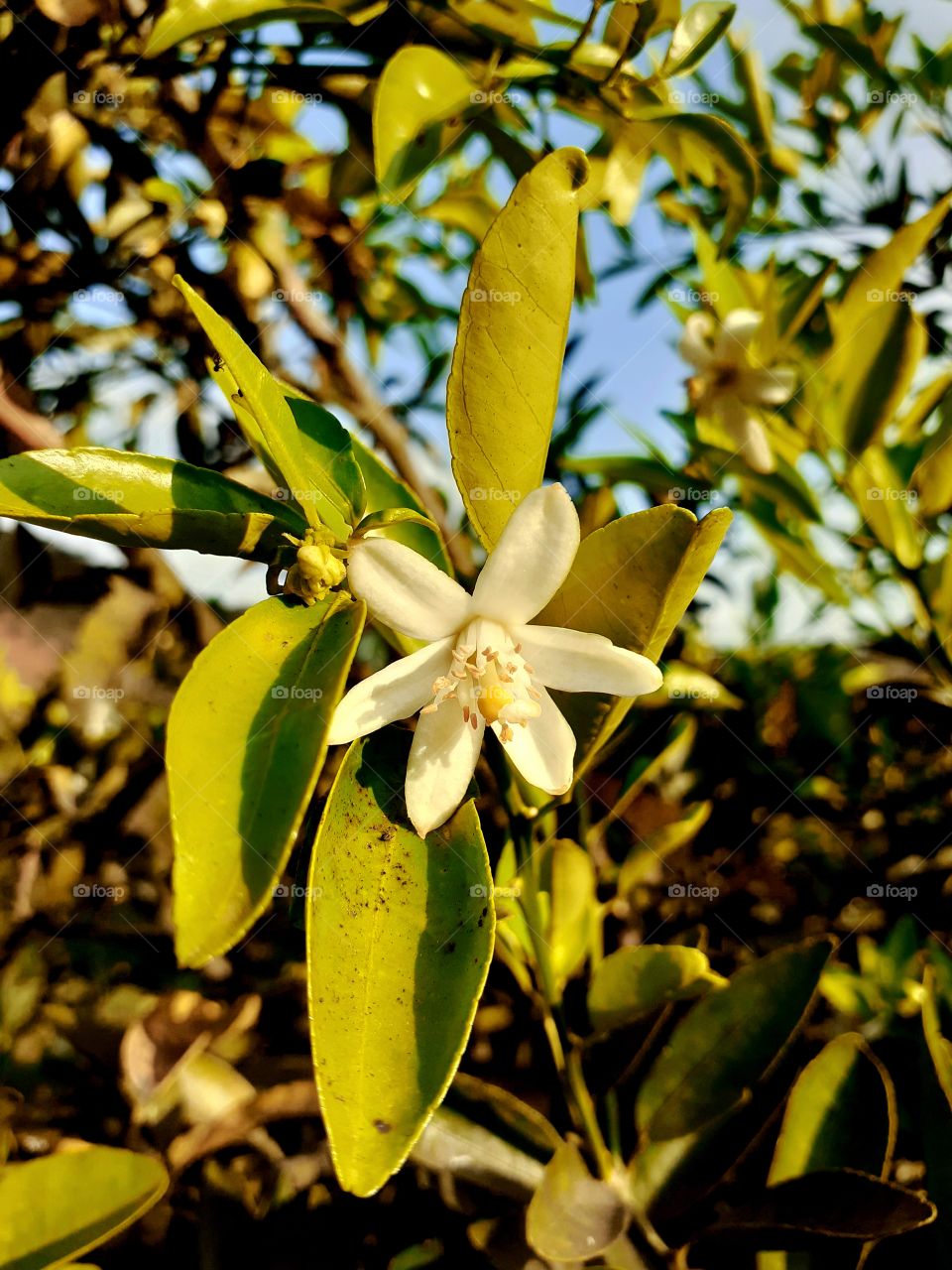flor de laranjeira