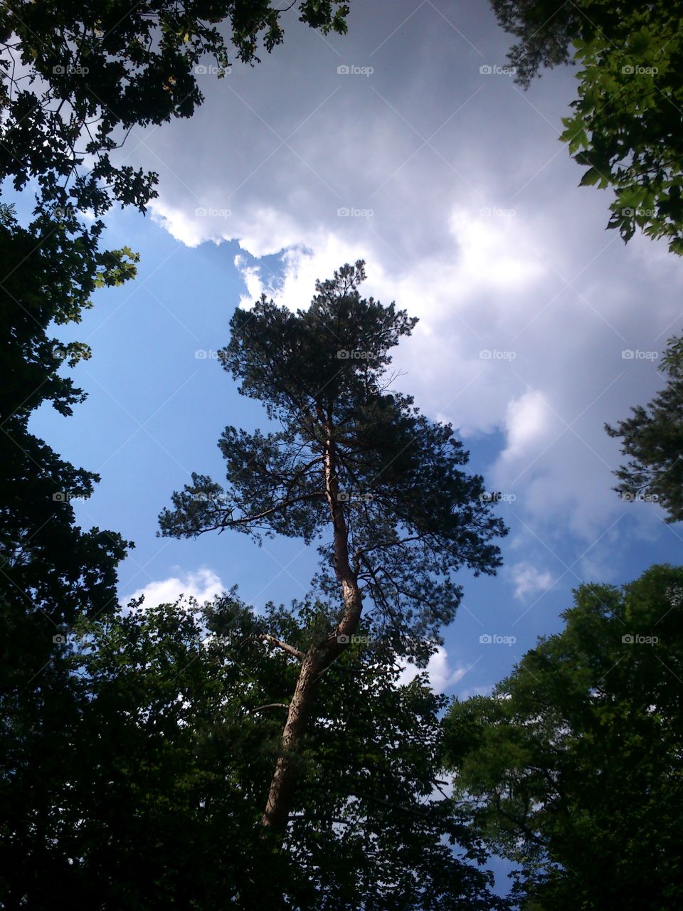 Polish forest in summer.