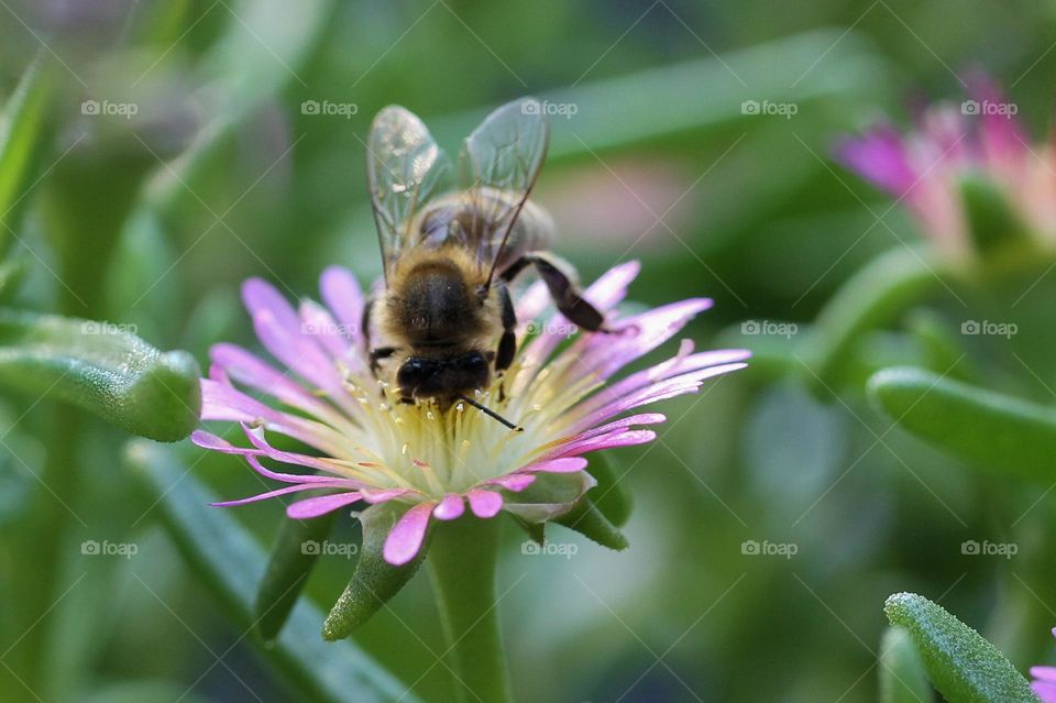 Macro shot of a honeybee extracting nectar and pollinating my pink Delosperma succulent in my garden box. 