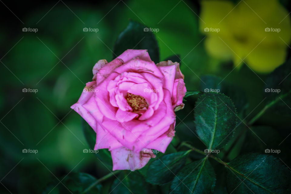 Pink rose symbol of love and attraction