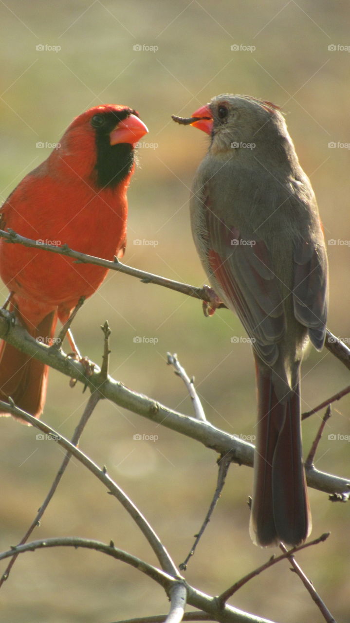 Male Cardinal feeding a female Cardinal