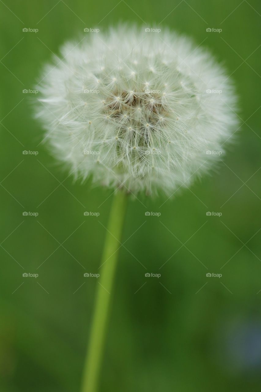 Dandelion