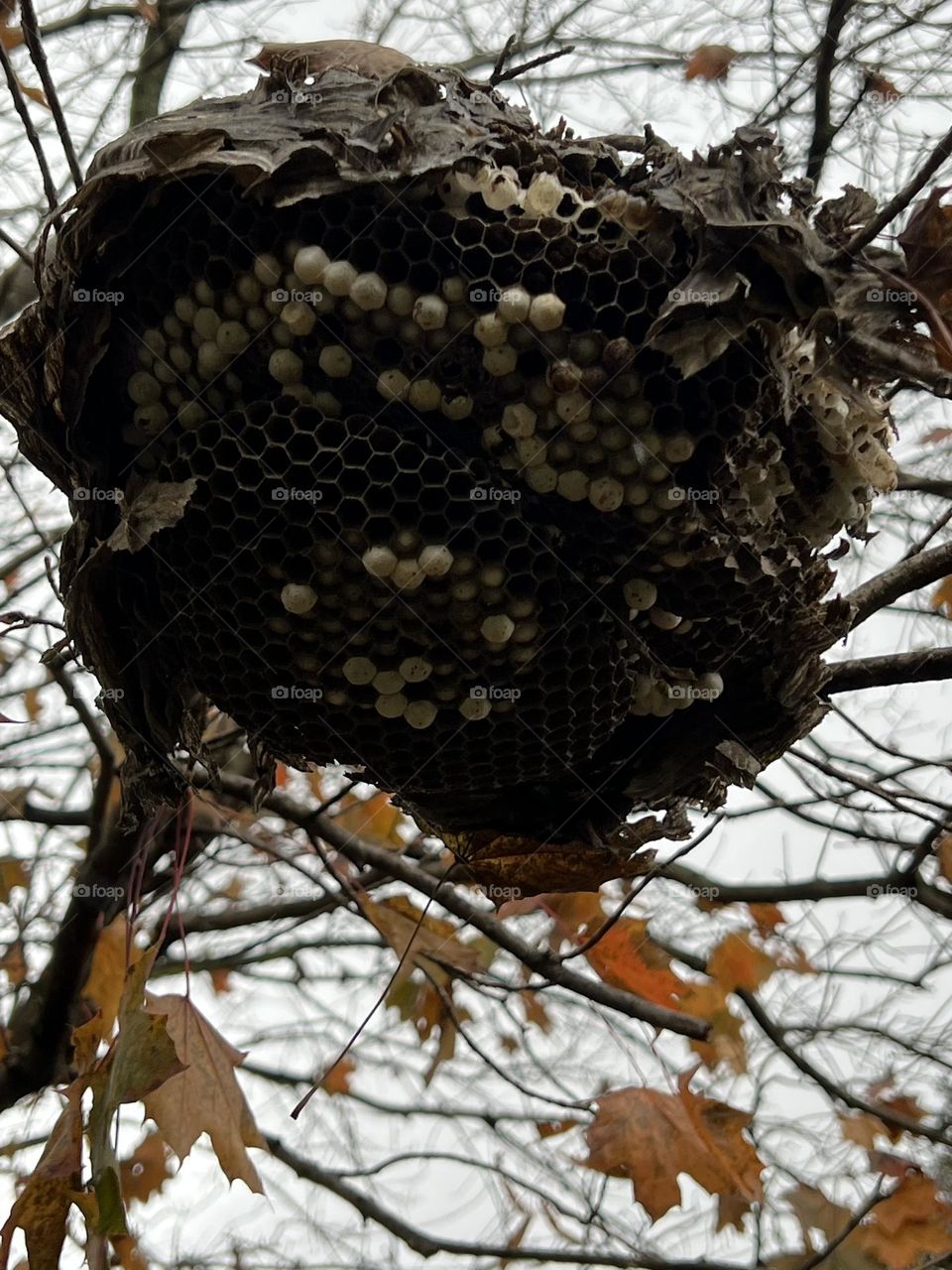 Wasp nest 