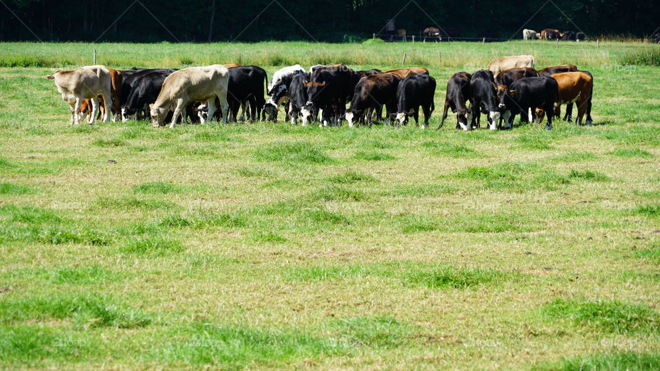 Farm animals on the field.