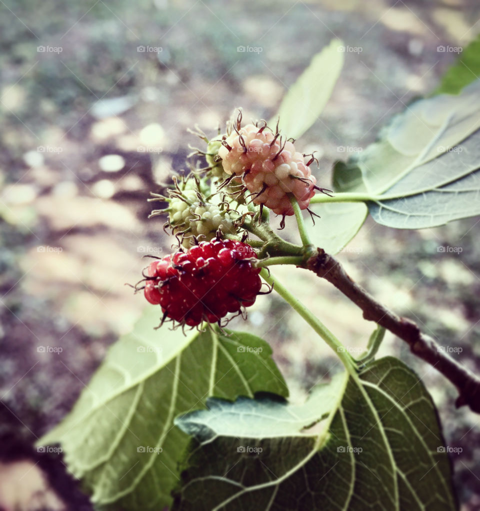 Blackberries!  Their time is coming.  Um ... forcing the mind to wish they would mature soon. / Amoras! Está chegando a época delas. Hum... forçando a mente para desejar que elas amadureçam logo.⚫️