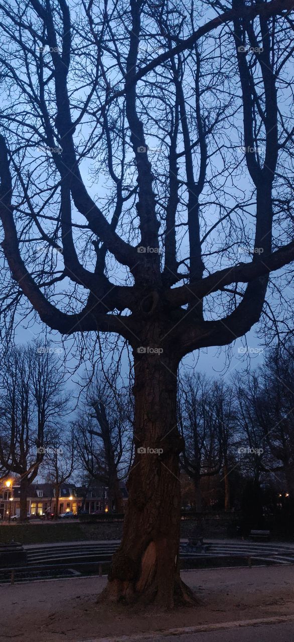 "For me, trees have always been the most penetrating preachers.