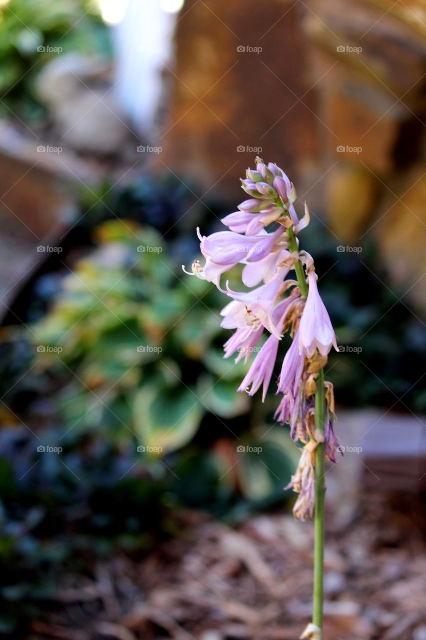 Hosta Flower 