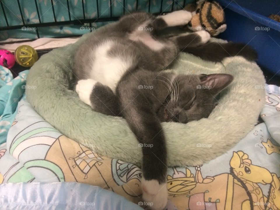 Bean was trapped humanely as a tiny kitten with the spirit of a lion. It took her quite a while to feel relaxed enough to turn into a kitty pretzel and be adopted!