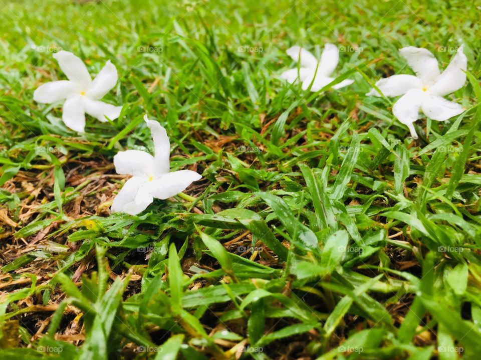 White flowers with grass in my garden “outside beauty “