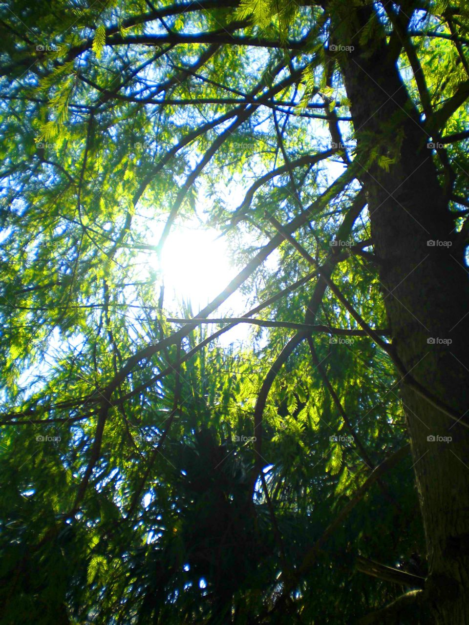 Sunlight through branches