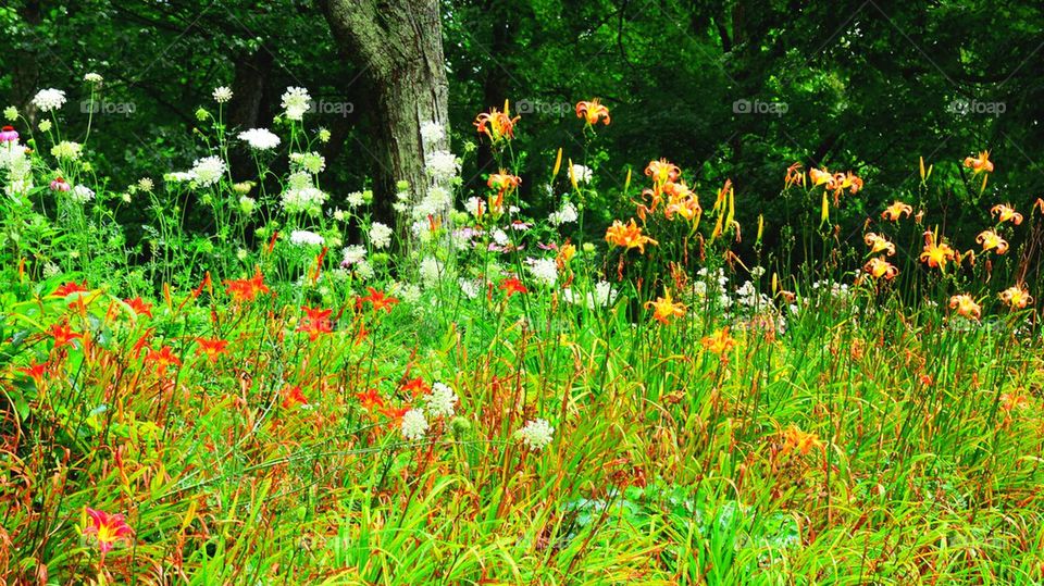 Wild Flowers